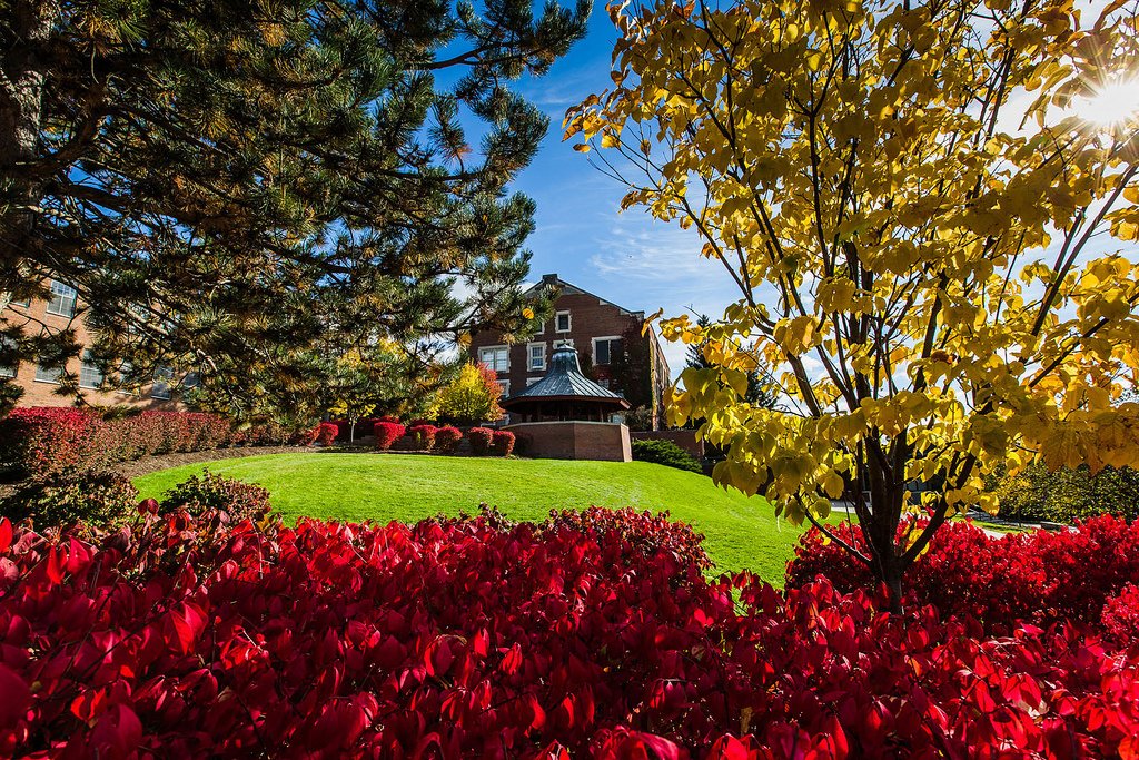 red flowers and campus